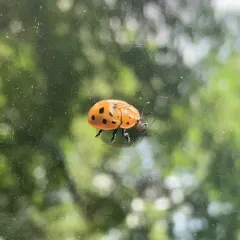 Argus Tortoise Beetle thumbnail 4