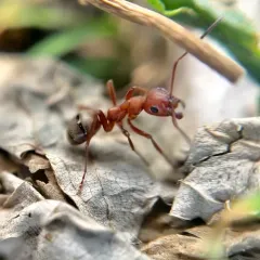 Formica subintegra thumbnail 4