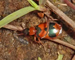 Beautiful Banded Lebia thumbnail 3