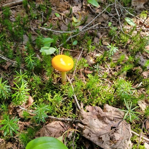 Peck's Yellow Dust Amanita