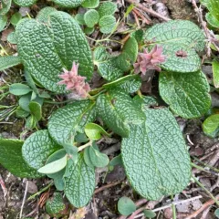 Net-leaved Willow thumbnail 3