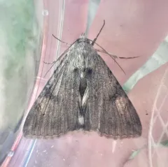 Merry Graphic Moth thumbnail 4