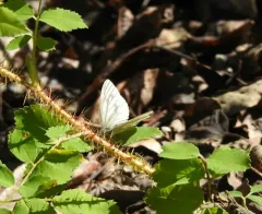 Arctic White thumbnail 3