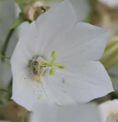 Lasioglossum albohirtum thumbnail 4