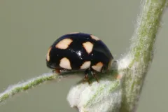 Ute Western Spurleg thumbnail 2