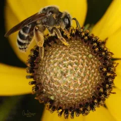Coneflower Mining Bee thumbnail 3
