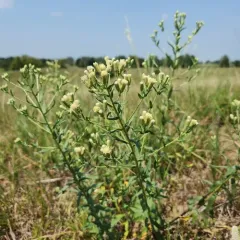 False Boneset thumbnail 3