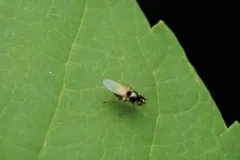 Hydrellia formosa thumbnail 2