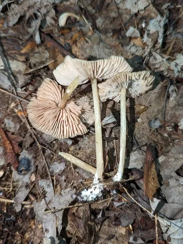 Entoloma praecipuum