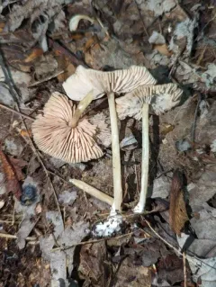 Entoloma praecipuum thumbnail 1