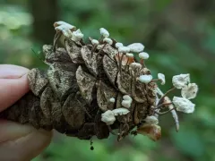 Resinomycena rhododendri thumbnail 3