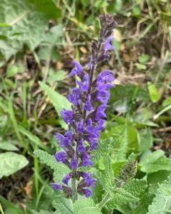 Purple Wood Sage thumbnail 4