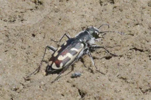 Short-legged Tiger Beetle