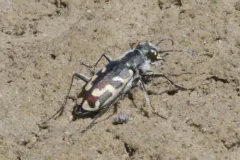 Short-legged Tiger Beetle thumbnail 1