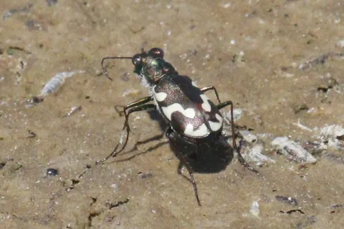 Williston's Tiger Beetle