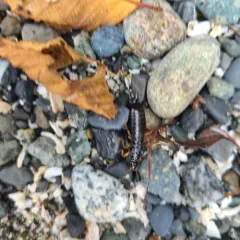 Maritime Earwig thumbnail 4