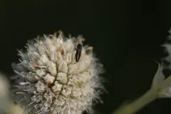 Agrilaxia flavimana thumbnail 2