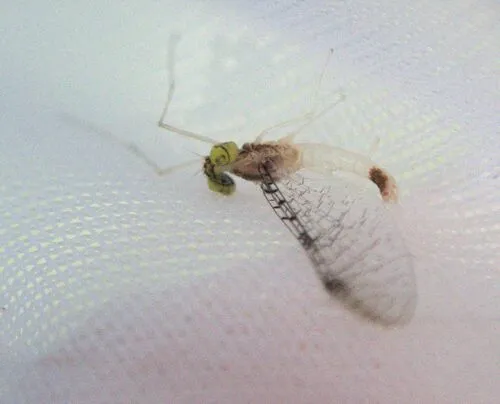Leucrocuta maculipennis