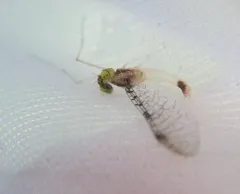 Leucrocuta maculipennis thumbnail 1