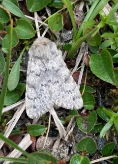 Lasionycta phoca thumbnail 2