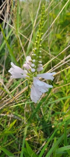 Narrowleaf False Dragonhead