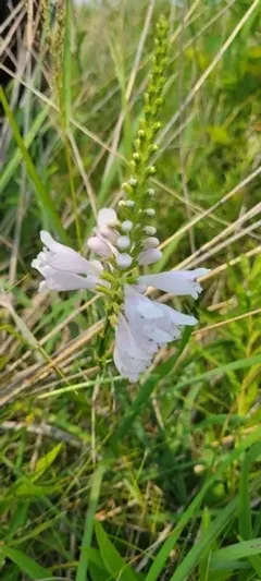 Narrowleaf False Dragonhead thumbnail 1