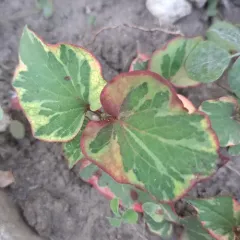 Chameleon Plant thumbnail 4