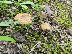 Inocybe subradiata thumbnail 1
