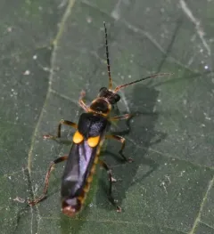 Frison's Soldier Beetle thumbnail 4