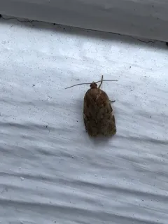 Jack Pine Tube Moth thumbnail 2