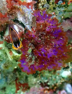 Gloiocladia laciniata thumbnail 2