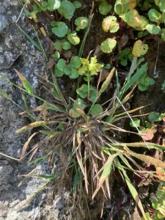 California Bentgrass thumbnail 3