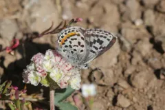 Bauer's Blue thumbnail 1