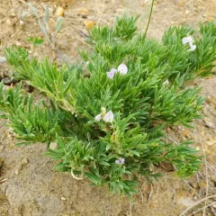 Bent-flower Milkvetch thumbnail 3