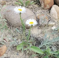 Caespitose Fleabane thumbnail 4