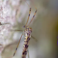 Metalimnobia cinctipes thumbnail 4