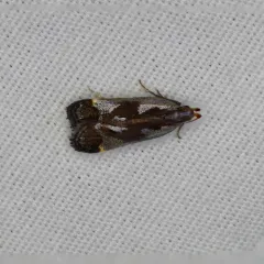Shining Dichomeris Moth thumbnail 4