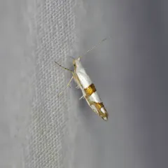 Cherry Shoot Borer Moth thumbnail 4