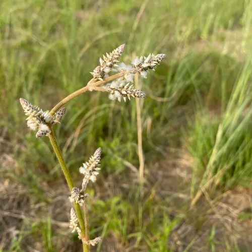 Plains Snakecotton