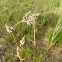 Plains Snakecotton thumbnail 1