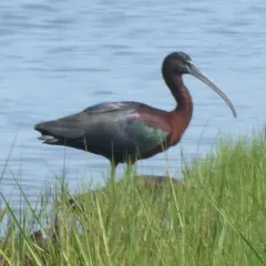 Glossy Ibis thumbnail 3