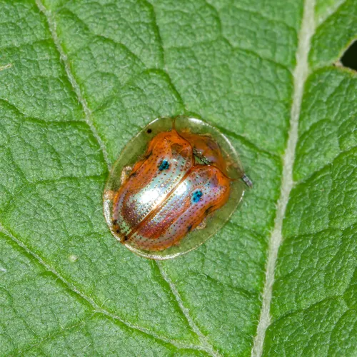 Golden Tortoise Beetle