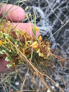 Dodder Gall Weevil thumbnail 1