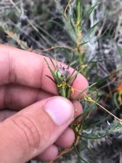 Asphondylia lacinariae thumbnail 2