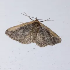 Pale-edged Snout Moth thumbnail 3