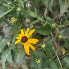orange coneflower thumbnail 4