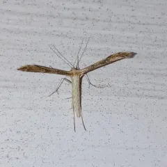 Mountain Plume Moth thumbnail 3