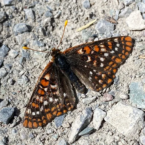 Anicia Checkerspot