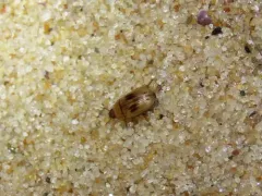 Phaleria testacea thumbnail 3