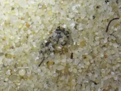 Amblyderus pallens thumbnail 3